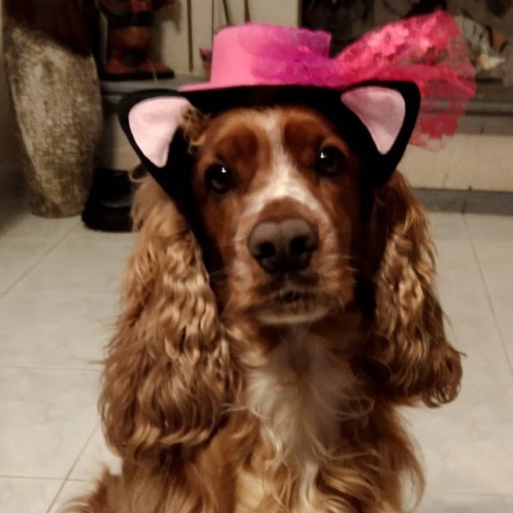 gnomo