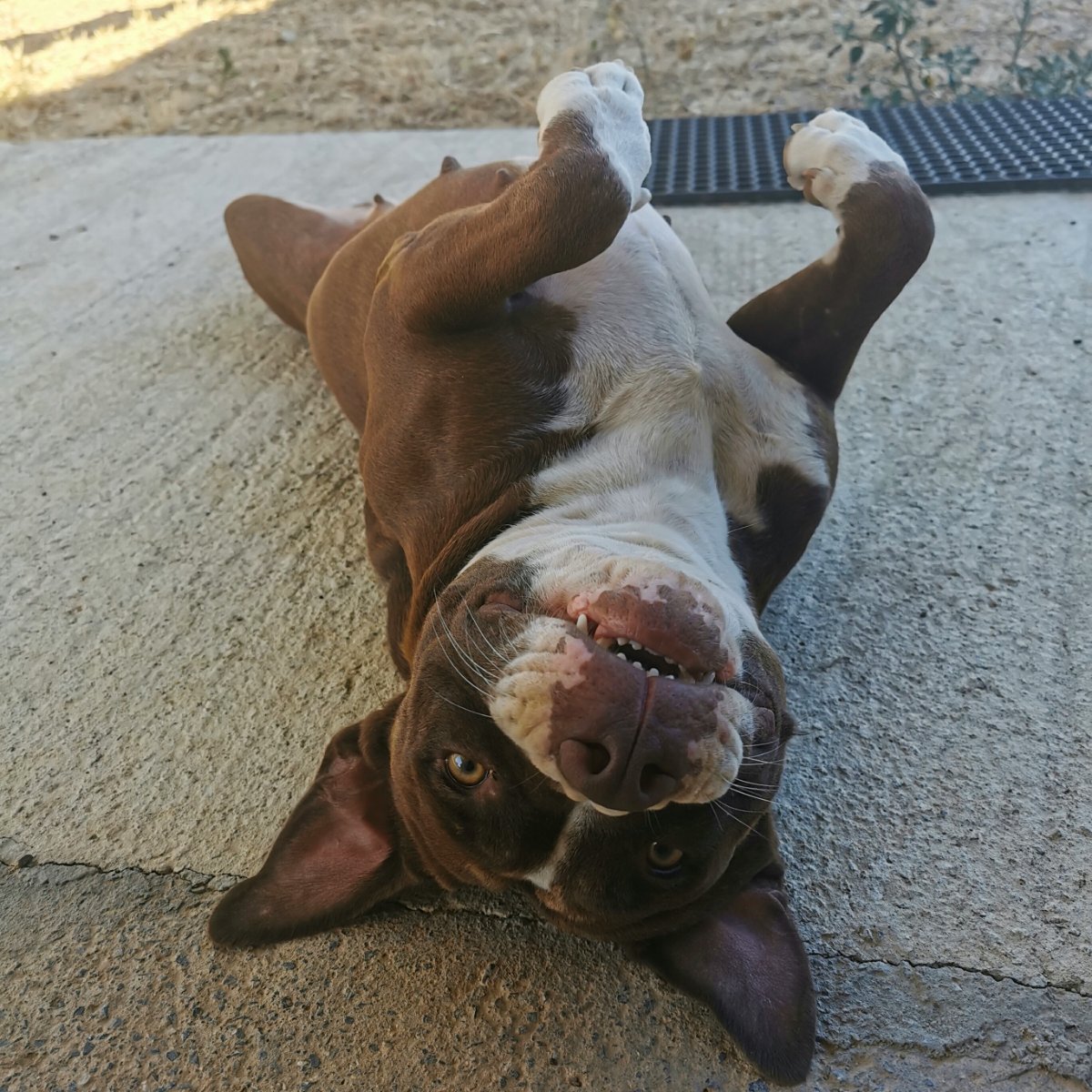 Calypso