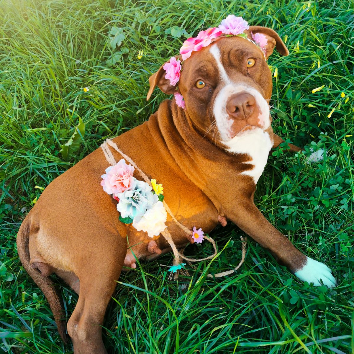 Maternity photoshoot 📸🌺