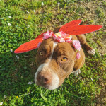 Calypso