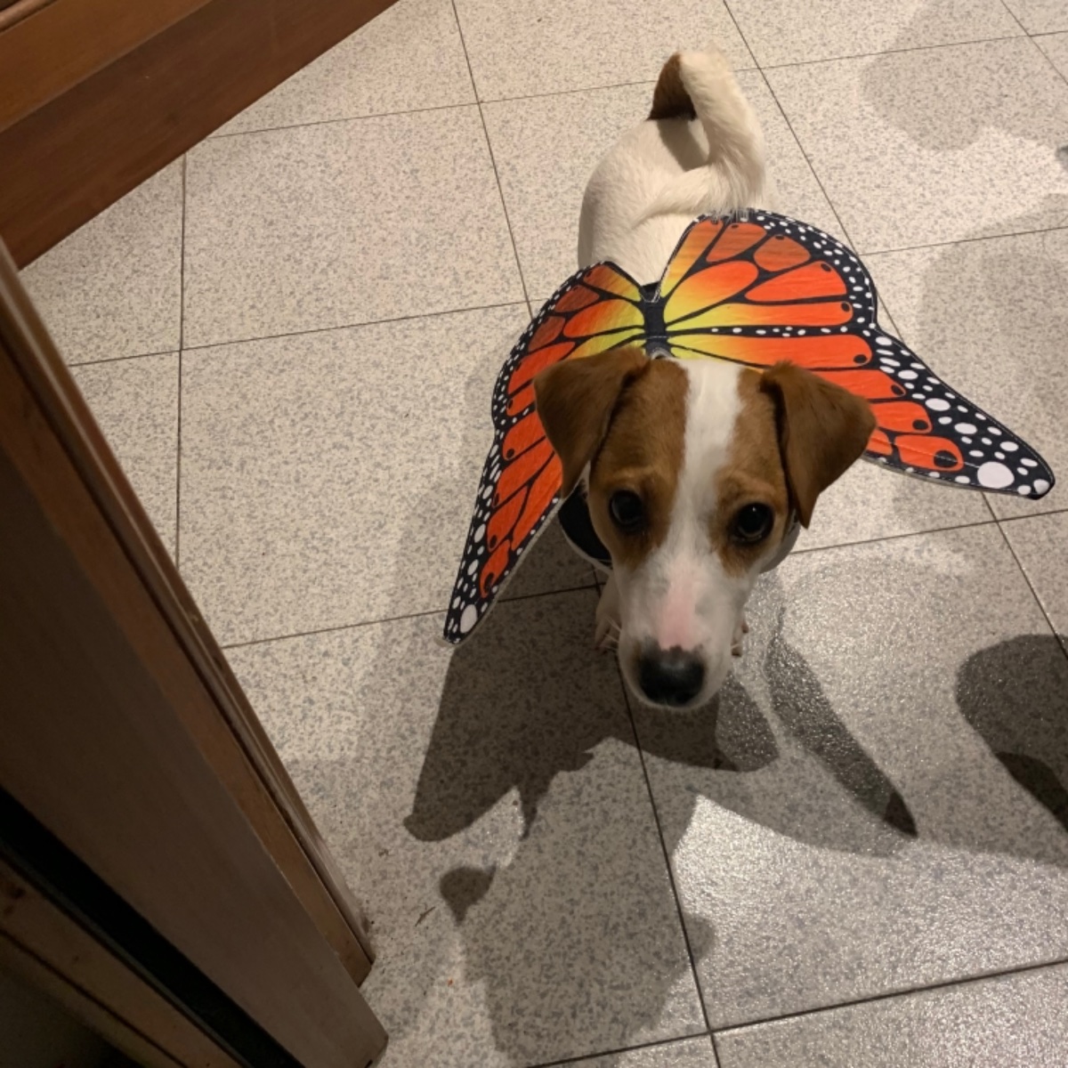 Buon Martedì Grasso A Tutti... Buon Carnevale Amici Miei