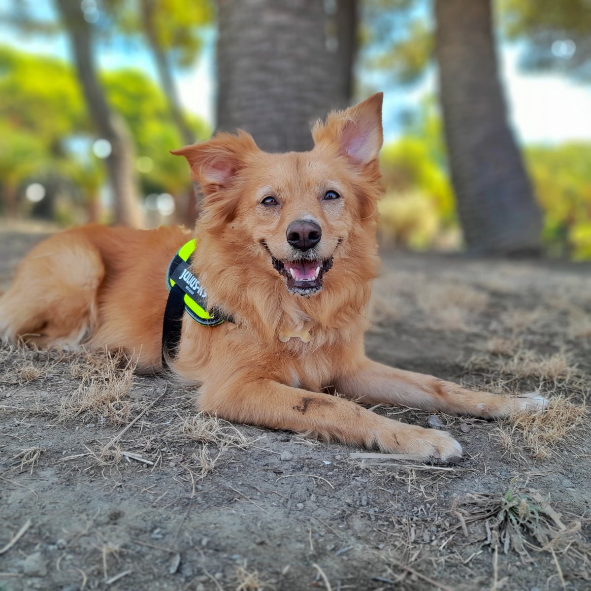 Buongiorno 🐾❤️