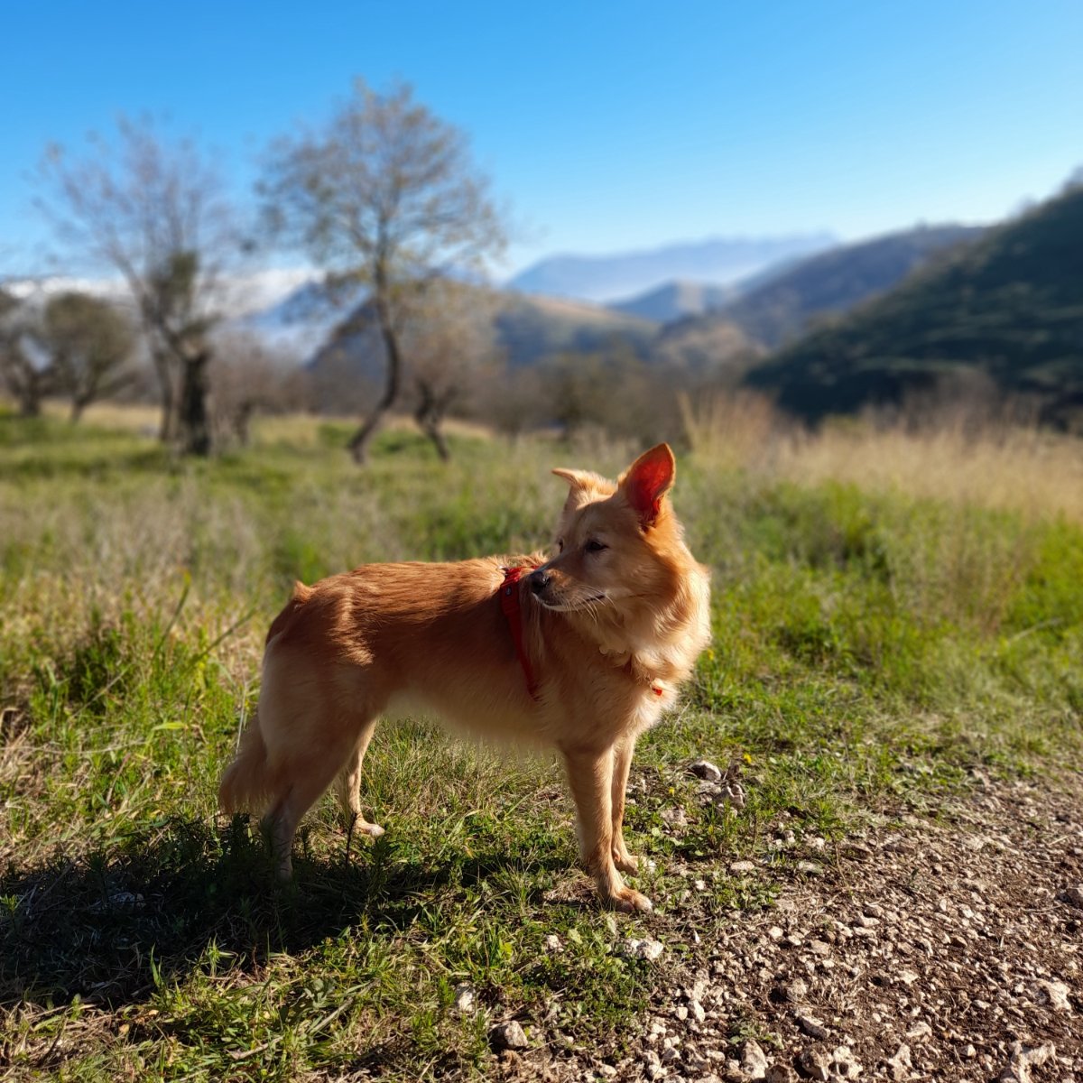 🐾⛰️