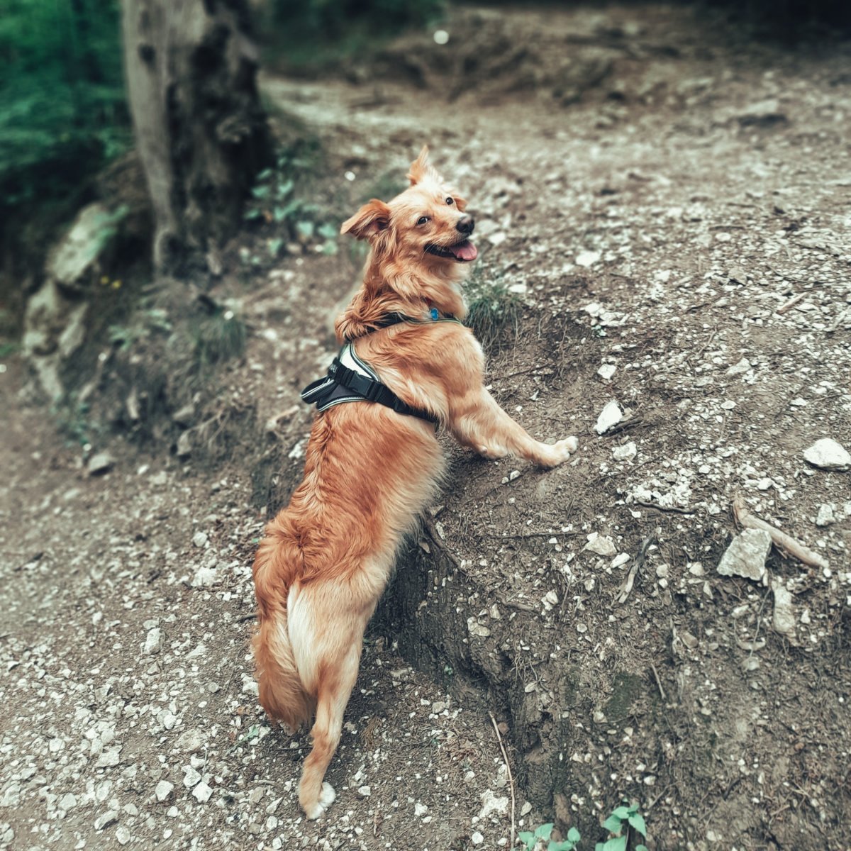Chi viene con me a fare una bella passeggiata nel bosco?