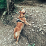 Chi viene con me a fare una bella passeggiata nel bosco?