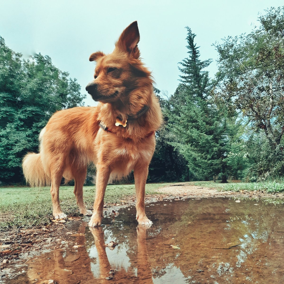 Kira