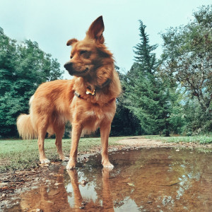 Kira