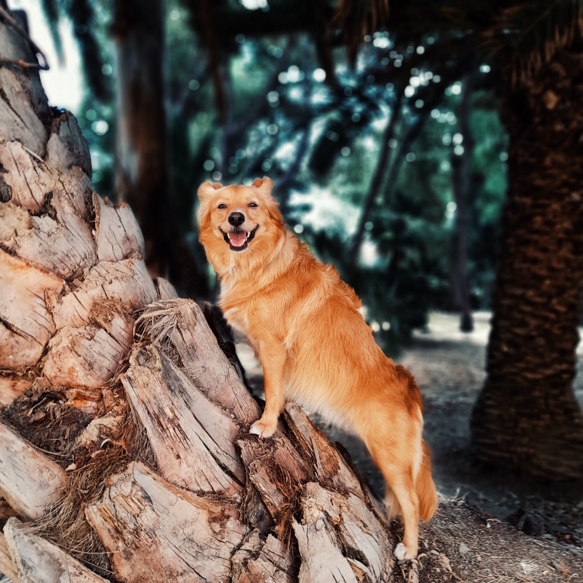 Che bel freschetto sotto questi alberi 😊