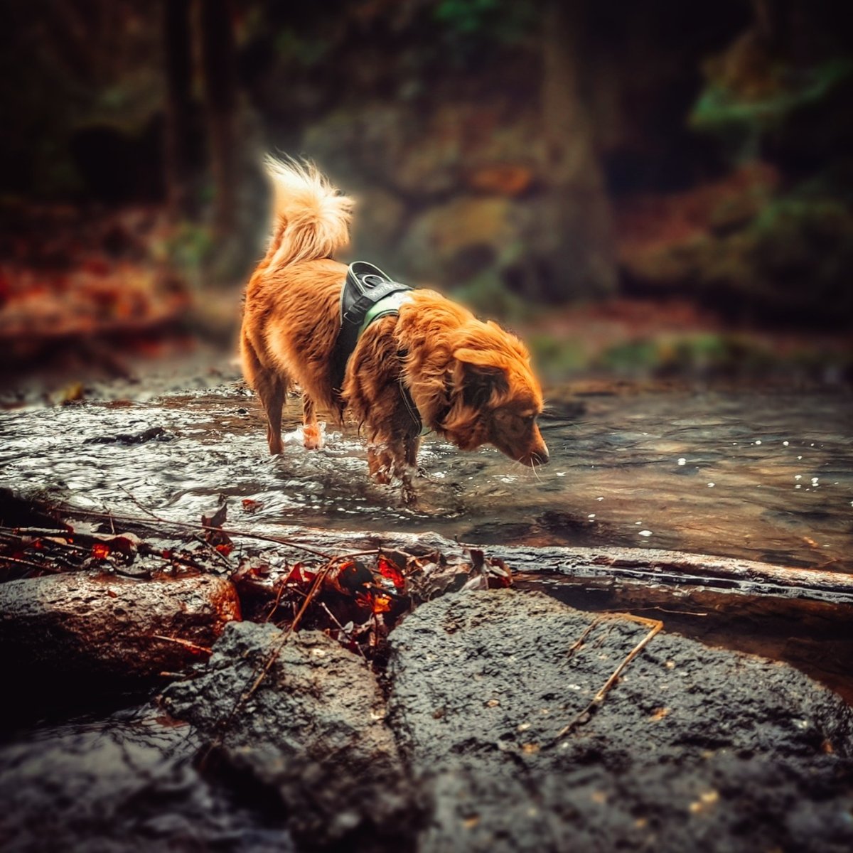 Passeggiata nella natura 🌳