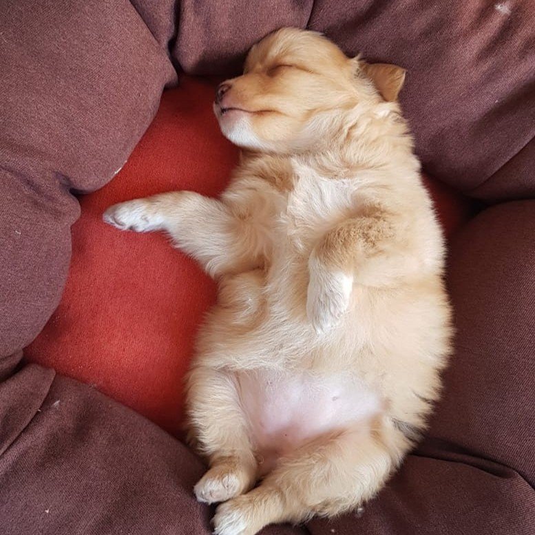Simba