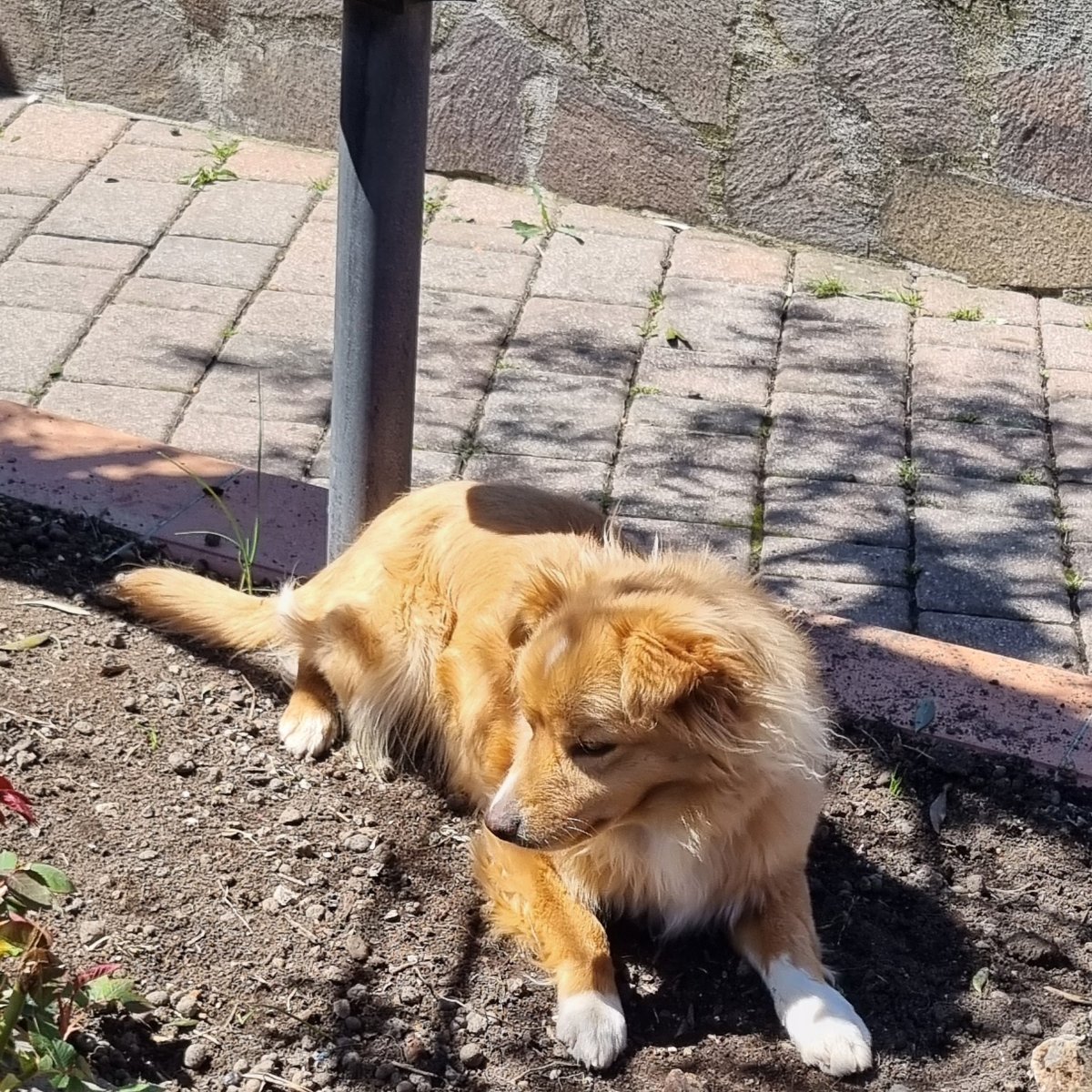 Simba