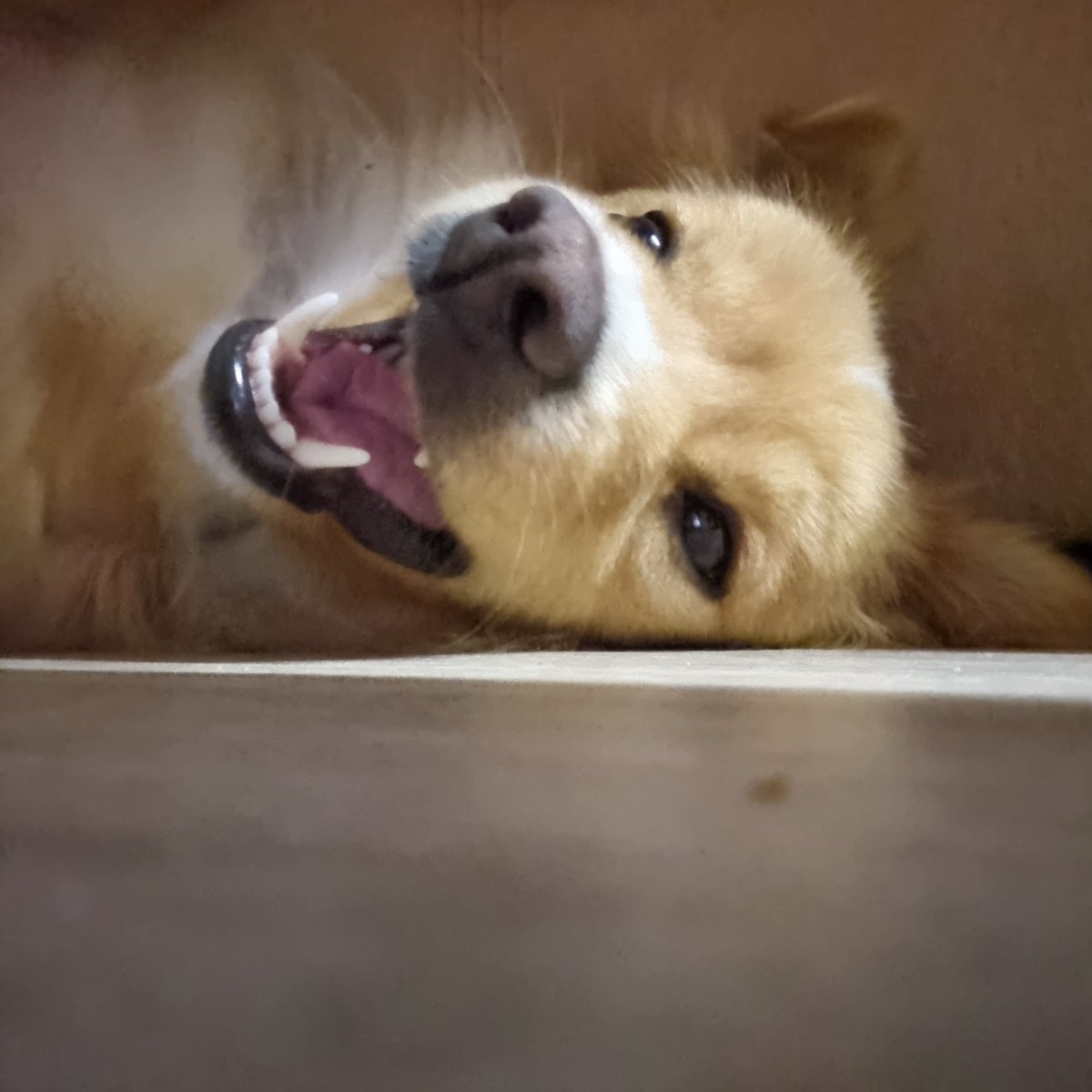 Simba