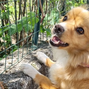 Simba