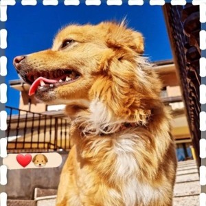 Simba