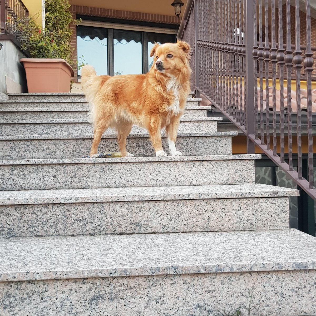 Simba