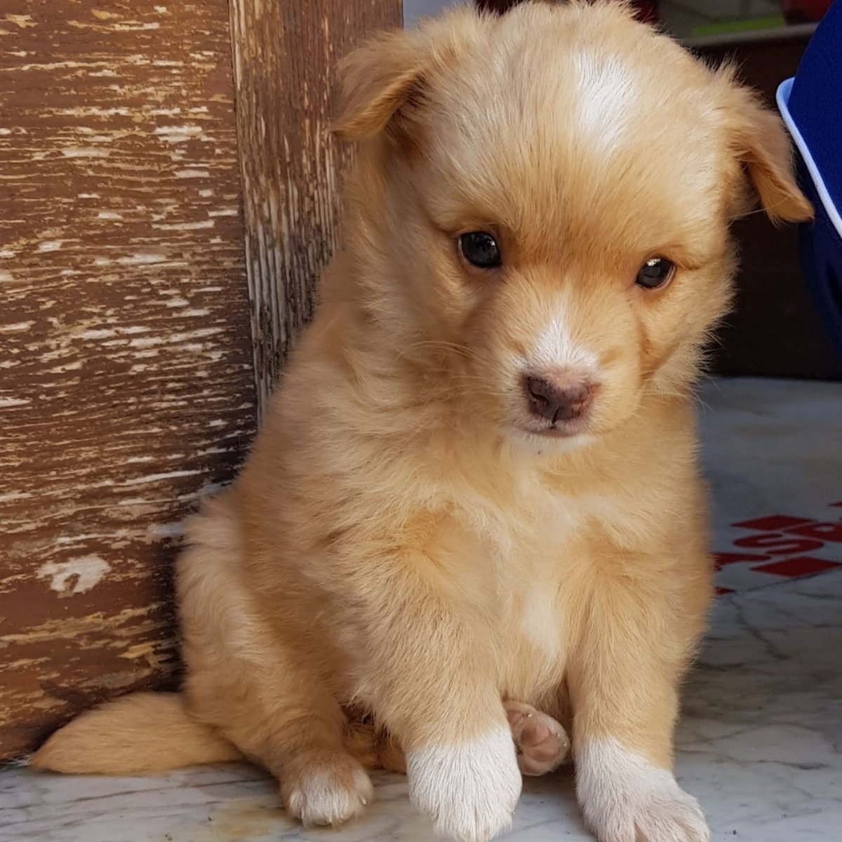 Simba