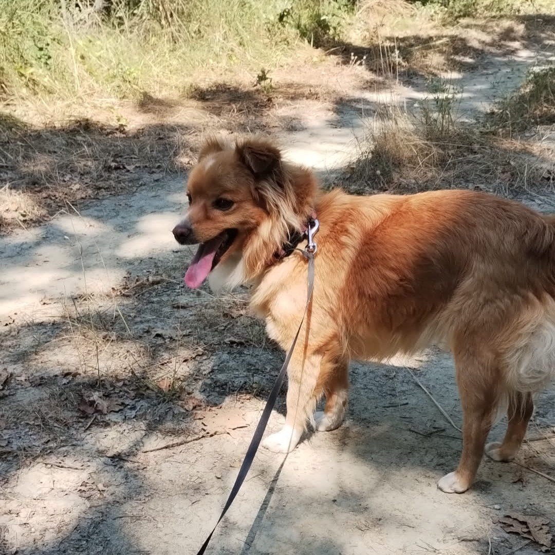 Simba