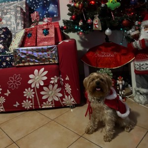 Bau Natale 🎅🏻🎄