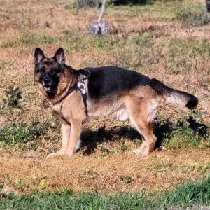 BRUCE