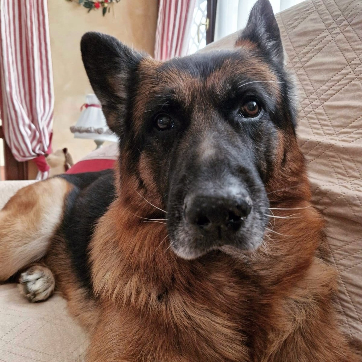 BRUCE