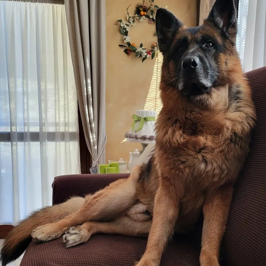 BRUCE