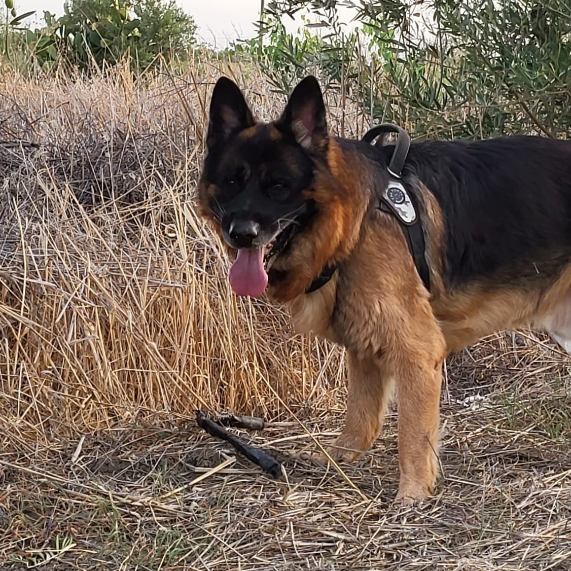 BRUCE