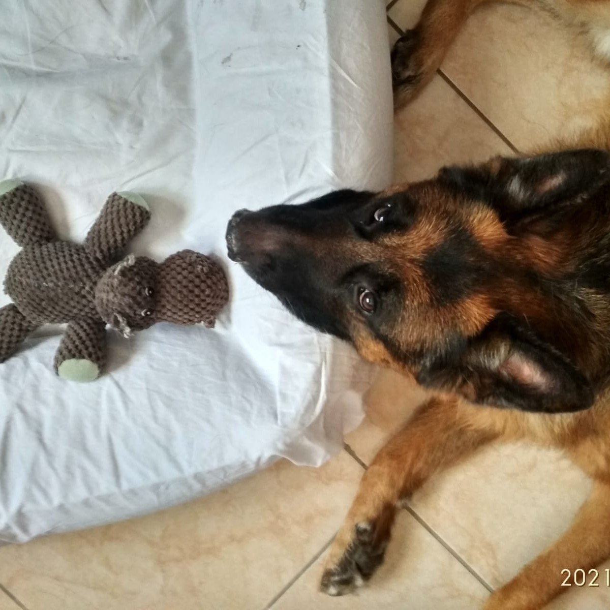 Ospite