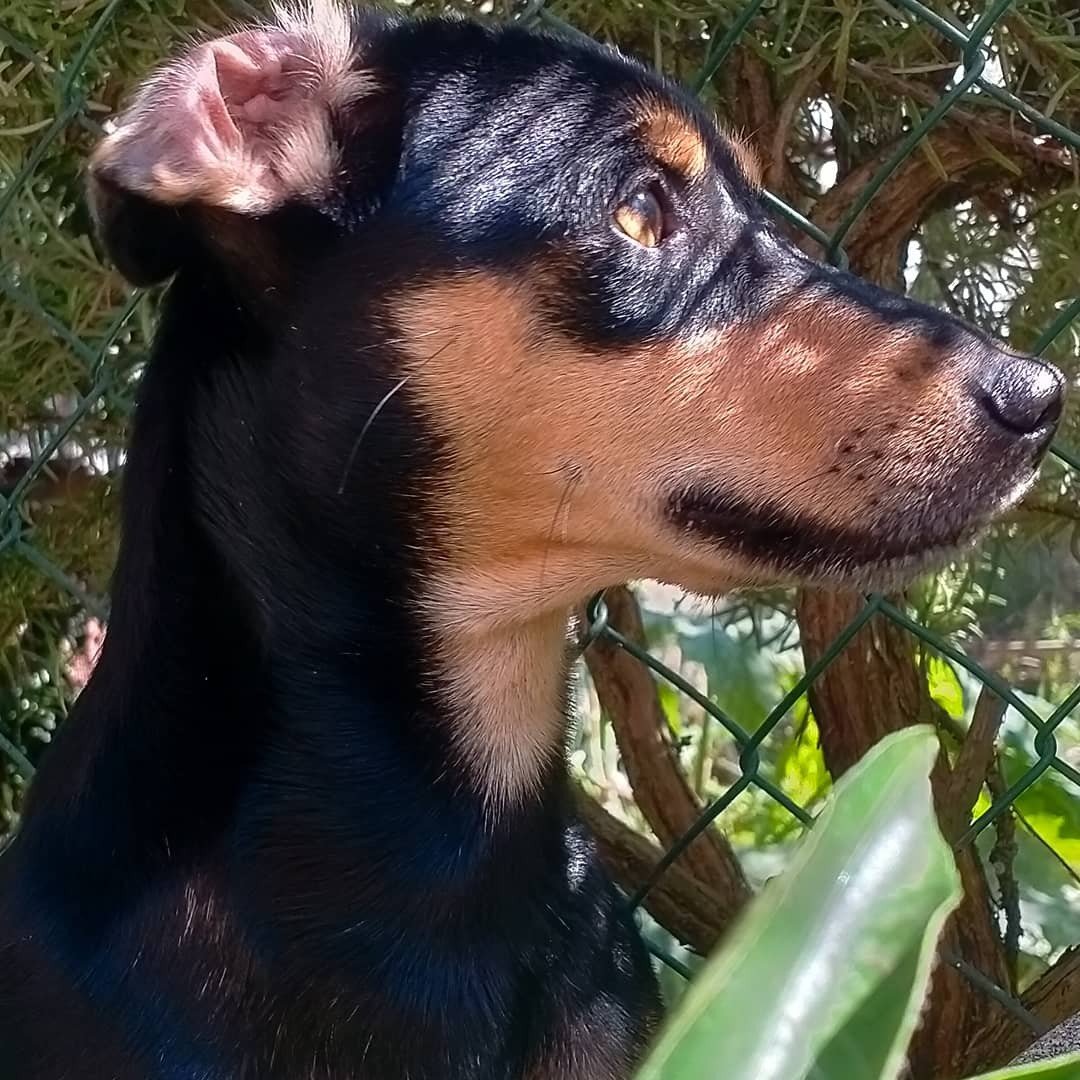 Leone