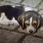 Pampluf