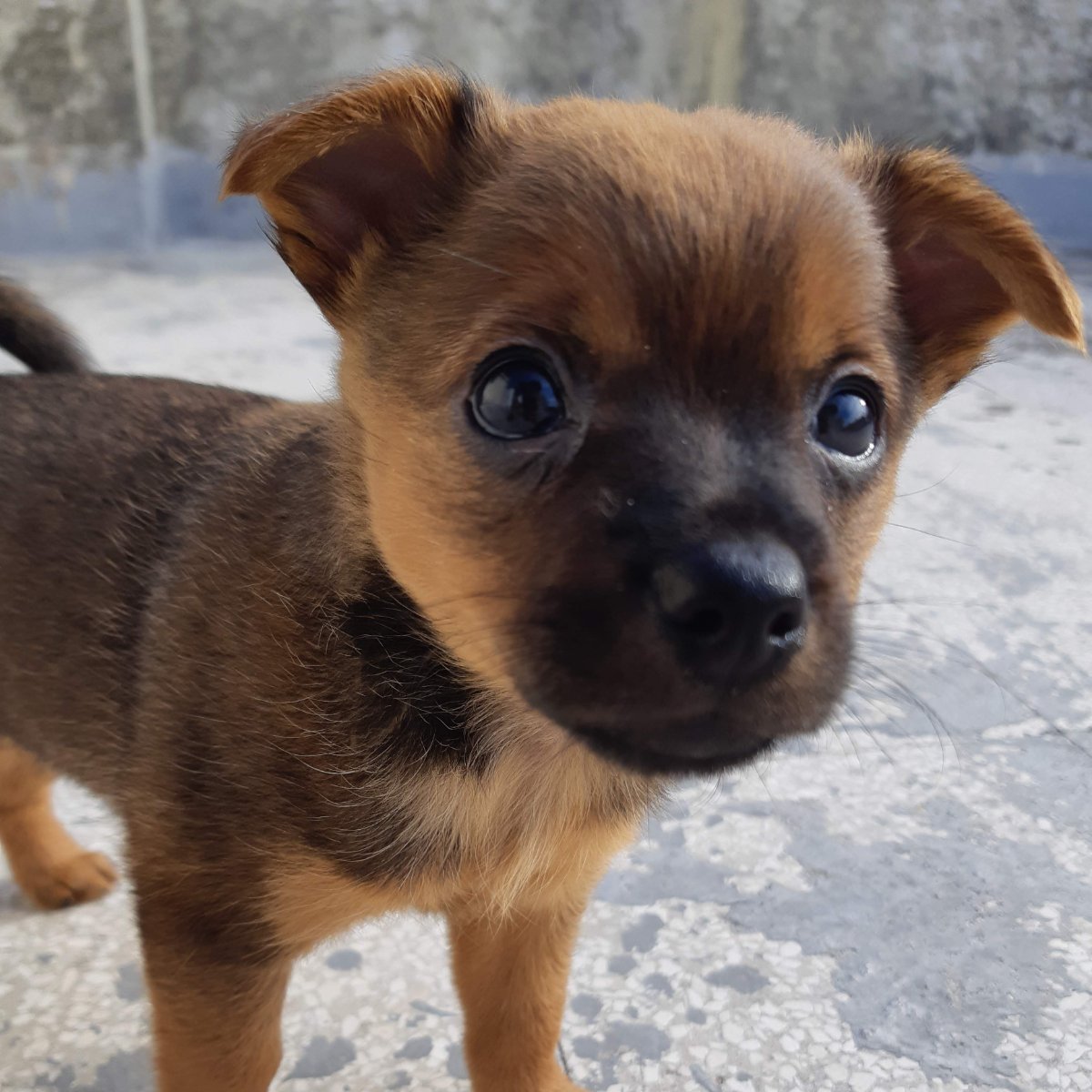Zoe