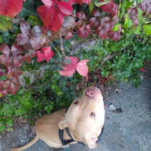 🍁🍁🍁