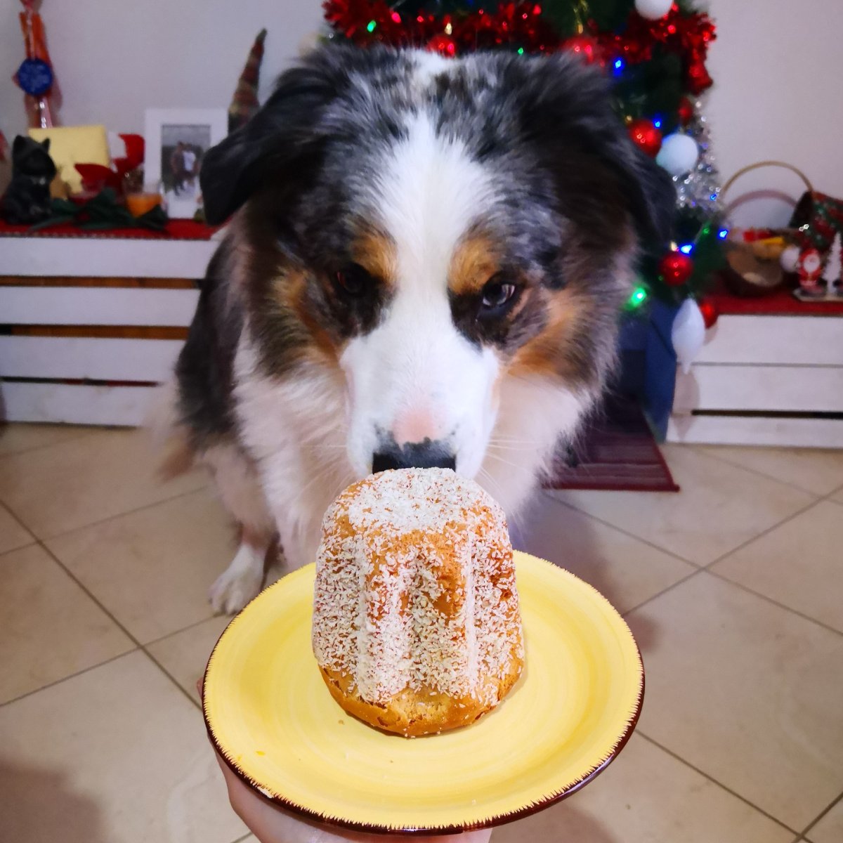 Buon Natale mondo di Doggree 😍❤️