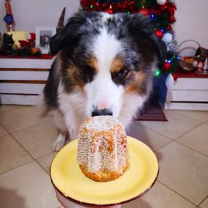 Buon Natale mondo di Doggree 😍❤️