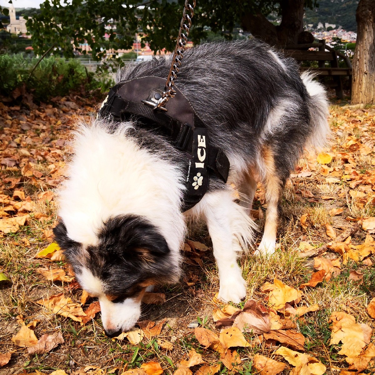 🐽🍂