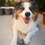 Ciao Amici di Doggree ❤️