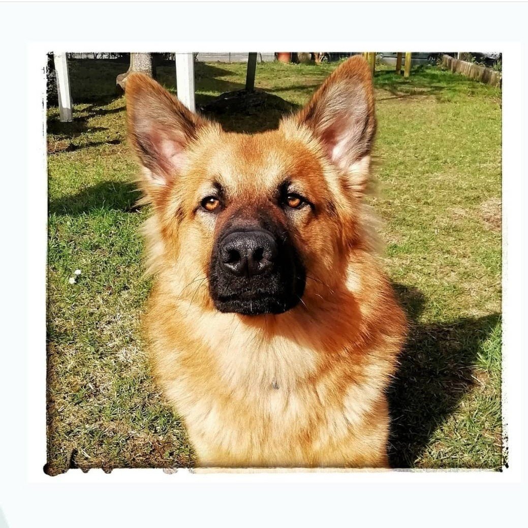 Rex