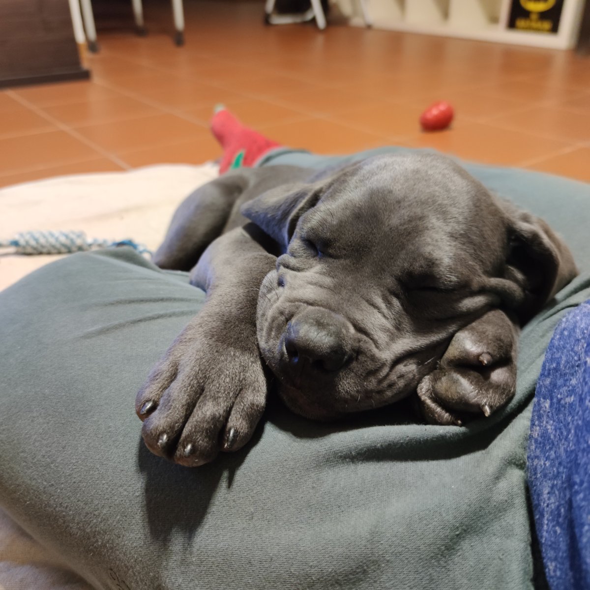 "Pisolini" è il mio secondo nome 😴😴😴
