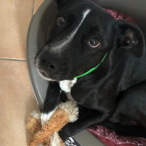Boyka