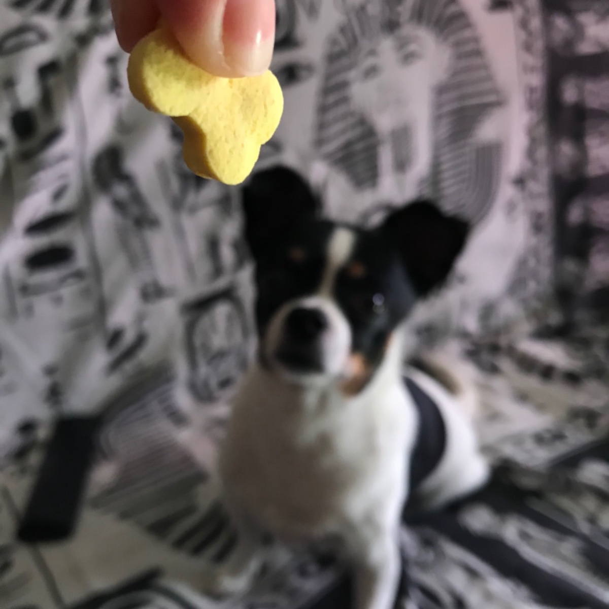 Ciro