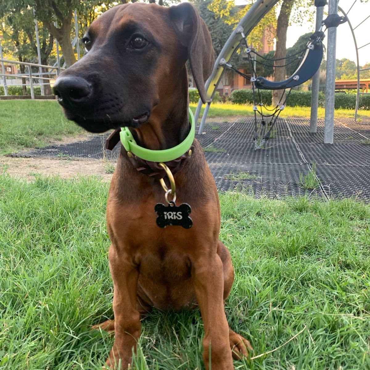 Iris