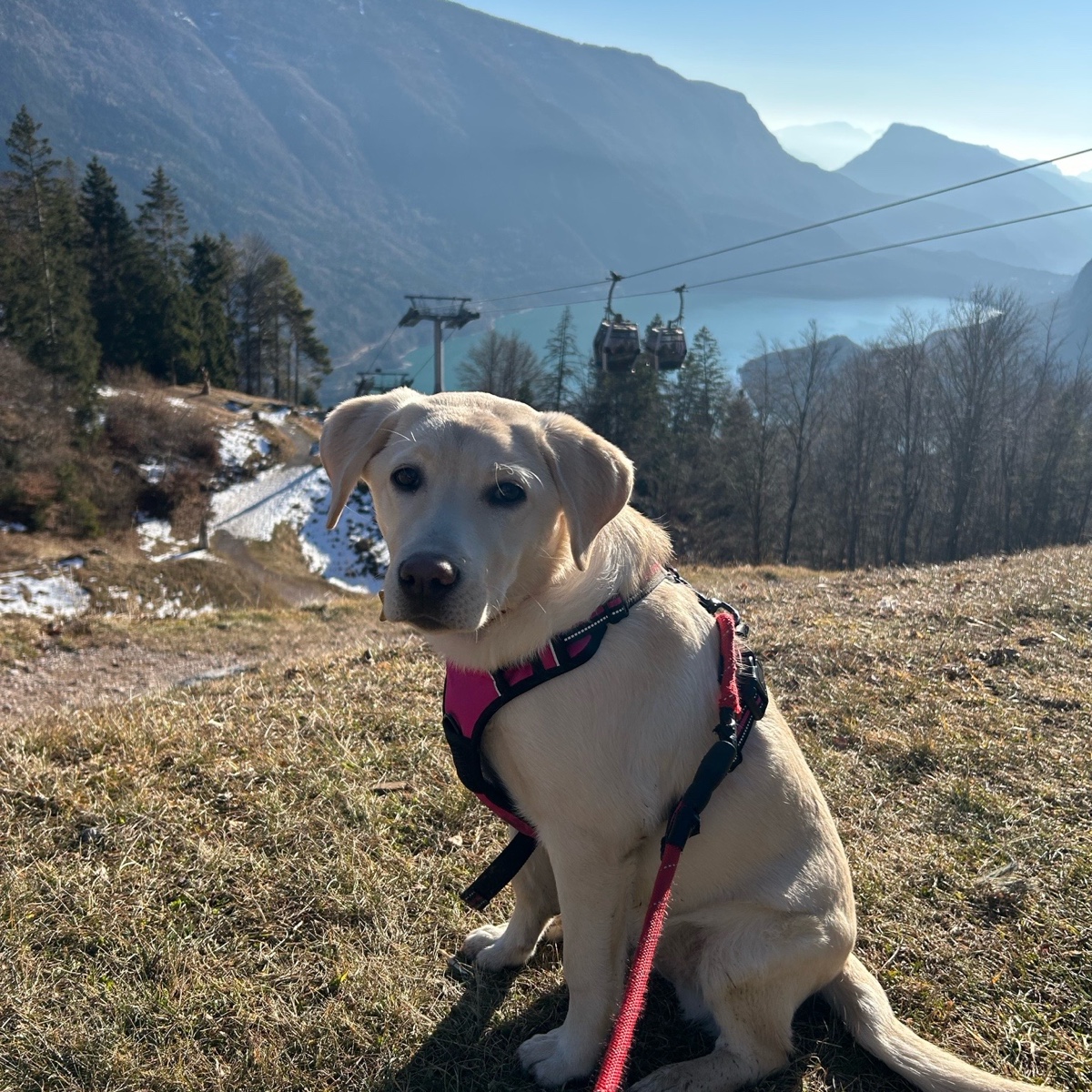 Stella
