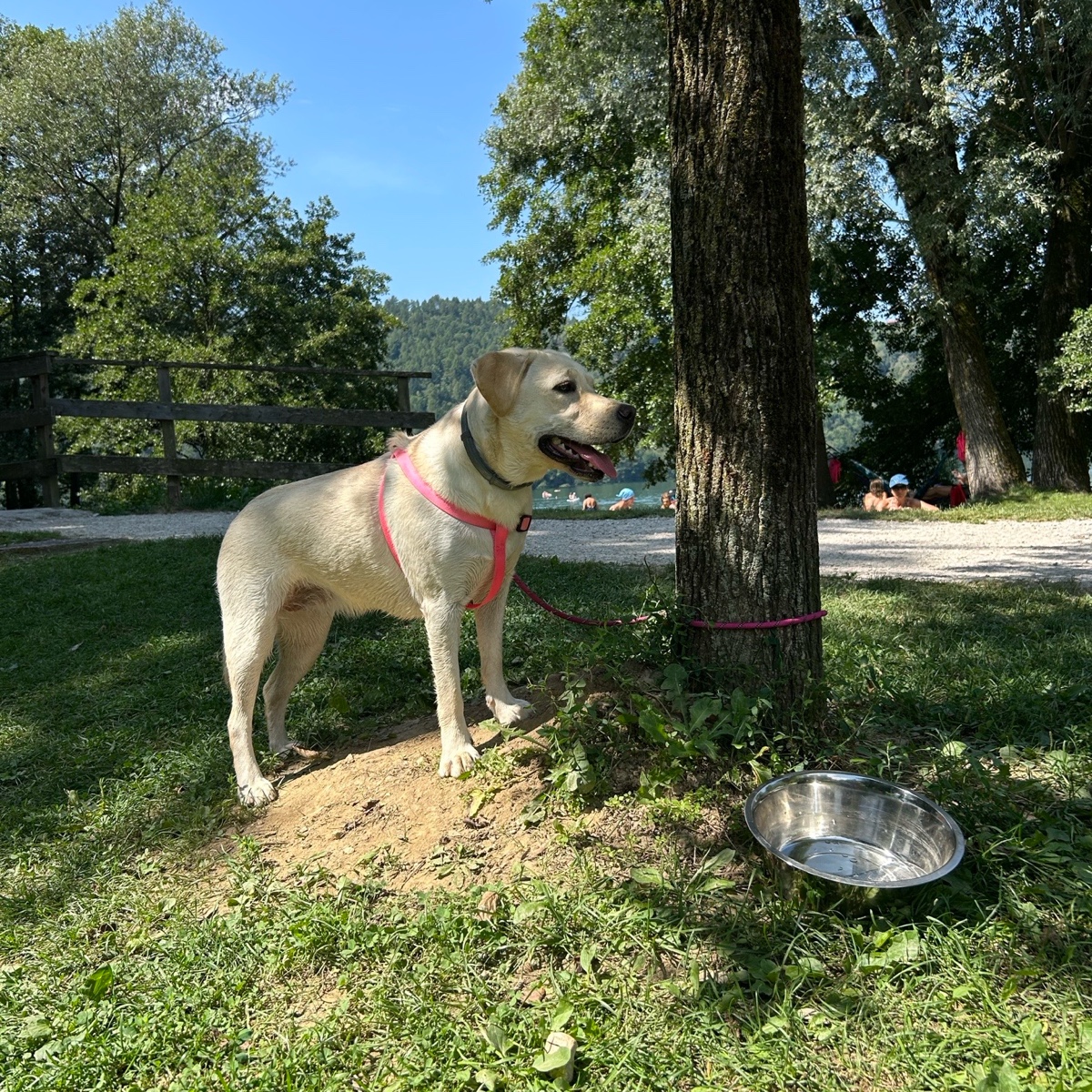 Stella