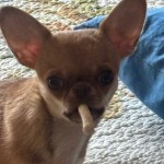 Choco