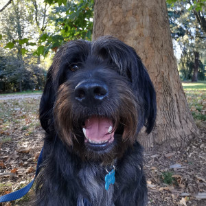 Ulisse