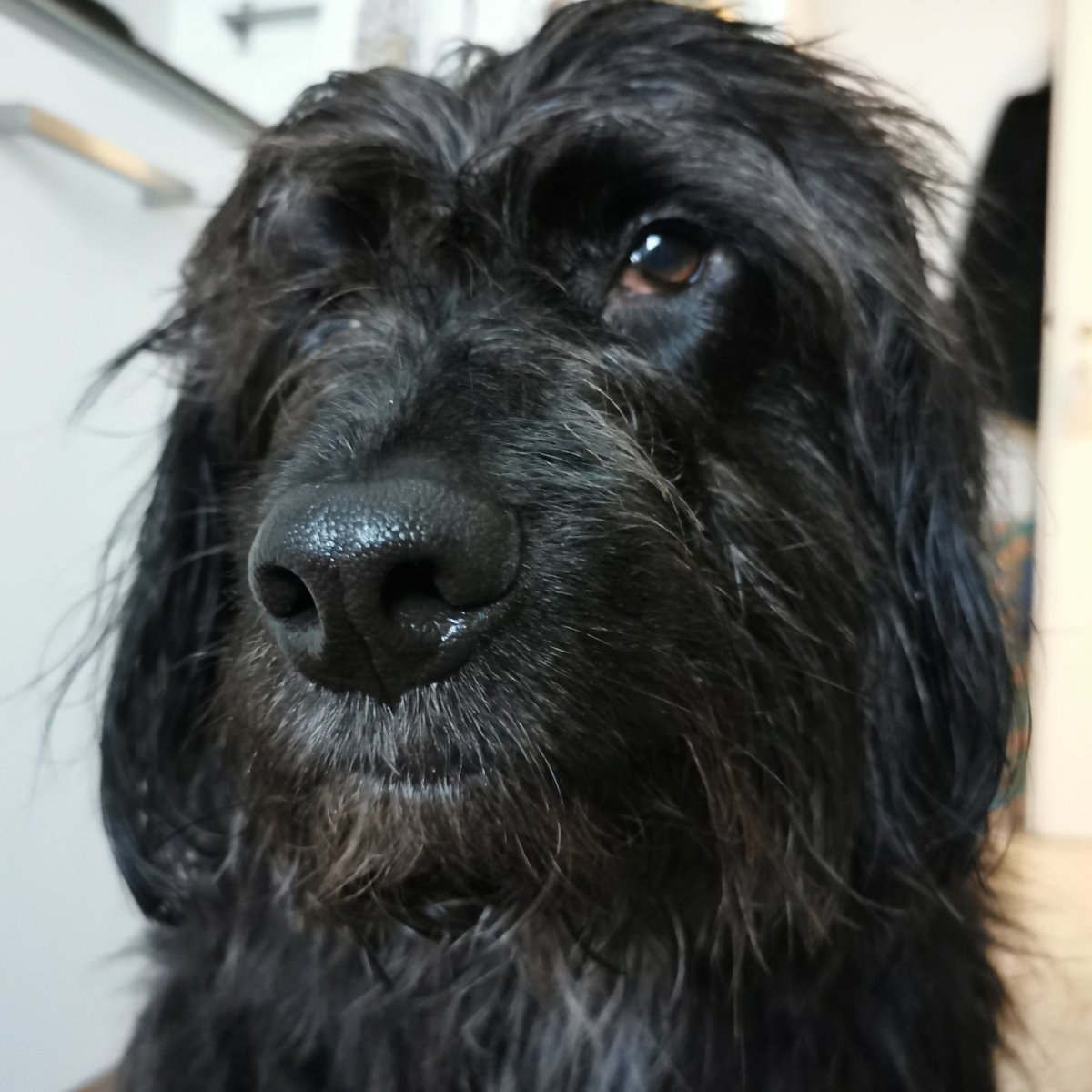 Ulisse