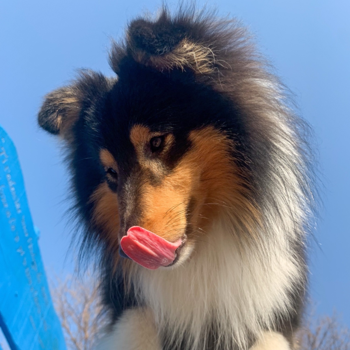 Ciro