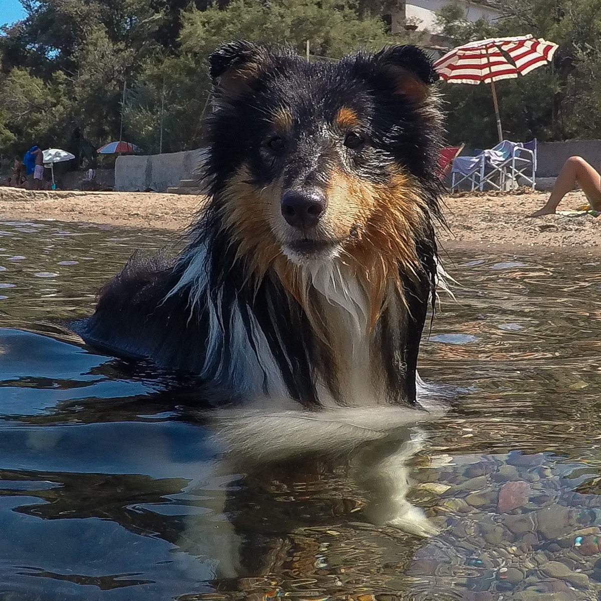 Ciro