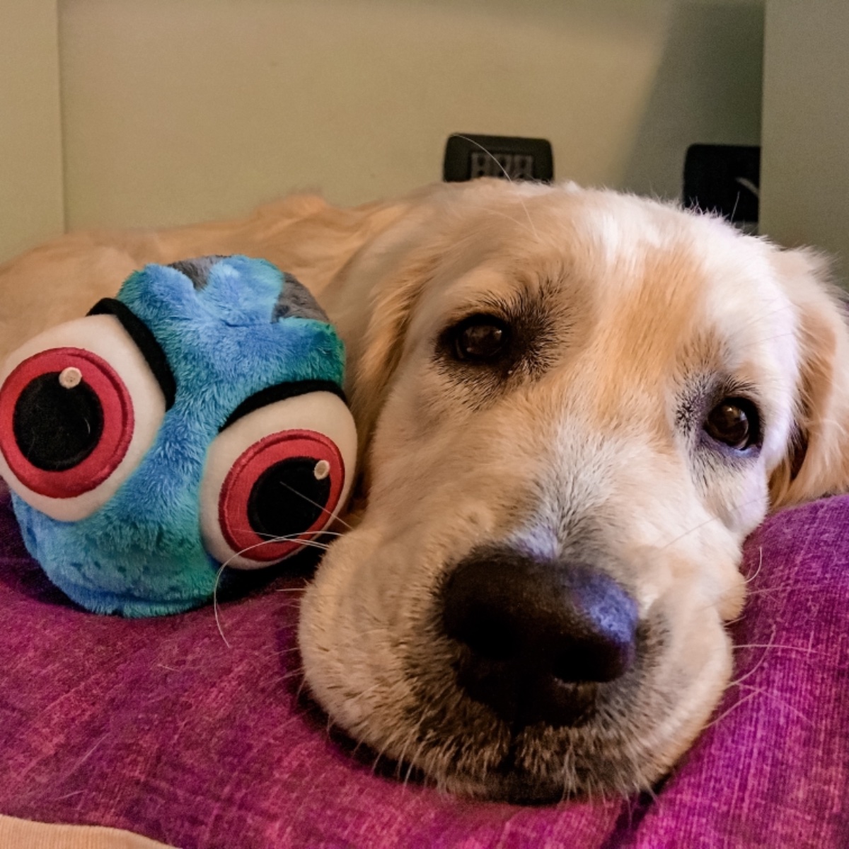 Dory