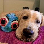 Dory