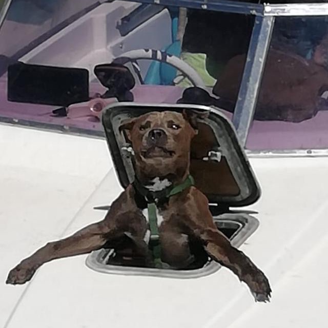 nostromo capitan 🤣🤣🥰🥰